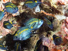 Acanthochromis polyacanthus juvenil.jpg