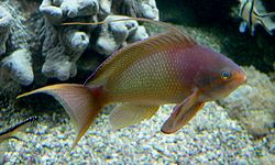 Pseudanthias squamipinnis, Serranidae