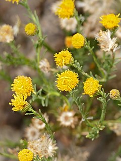 <i>Pentzia incana</i> Species of plant