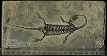 20cm fossil Keichousaurus Keichousaurus fossil with scale.jpg