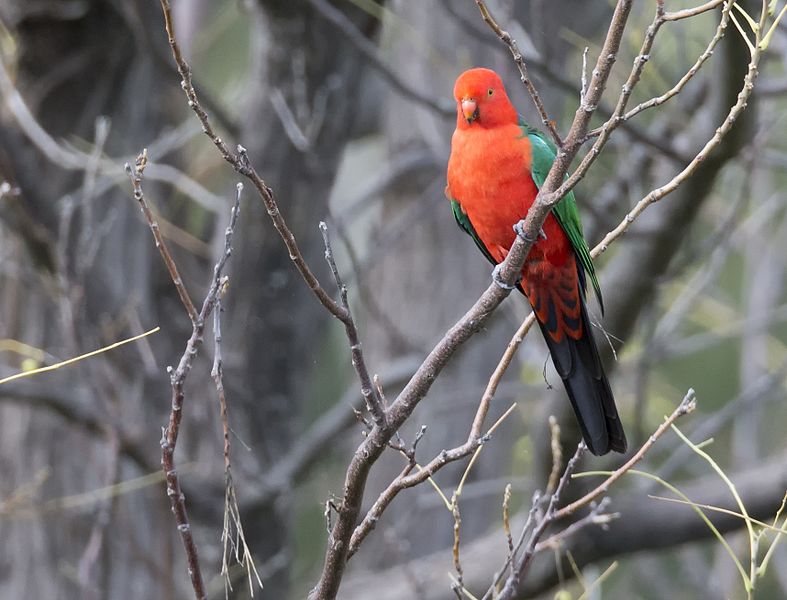 File:King parrot 2 (17163185678).jpg