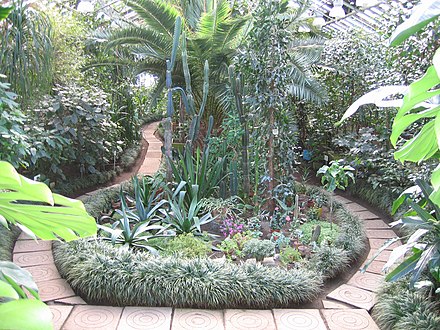 Tropical flora in the exotic greenhouse