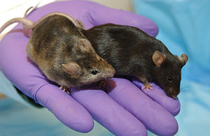 Knockout Mice5006-300.jpg