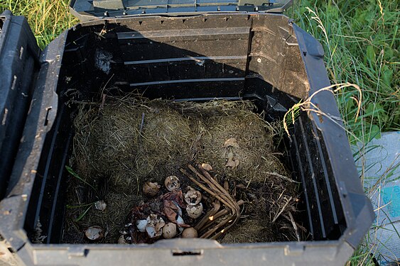 decayed compost