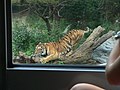 View of a crouching tiger from a Safari Adventure bus