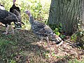 Čeština: Krocani (Meleagris ocellata) na návsi v Držově. Okres Písek, Česká republika. English: Ocellated Turkeys (Meleagris ocellata) in Držov village squere, Písek District, Czech Republic.