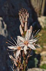 Thumbnail for File:L'asfodelo mediterraneo.jpg