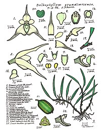 plate 008 Bulbophyllum grandimesense