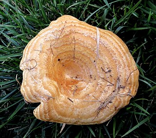 <i>Lactarius psammicola</i> Species of fungus