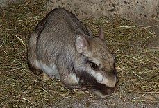 Lagostomus maximus, localement vizcacha de las pampas ou viscache des plaines. Ce gros rongeur peut peser plus de 10 kilos.