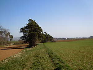 Krajobraz na zachód od Haslach