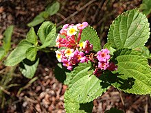 Lantana is a weed found in Eungella National Park, especially on roadsides and in disturbed areas