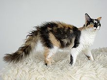 Laperm LH blacktortie white.jpg