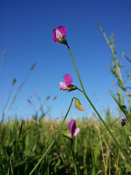 File:Lathyrus hirsutus sl88.jpg