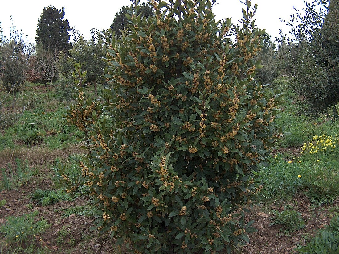 Laurus nobilis