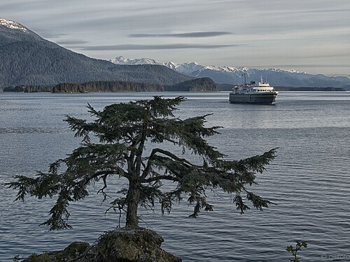 Hemlock tree on coastal Rock close by State Ferry Terminal in Auke Bay.