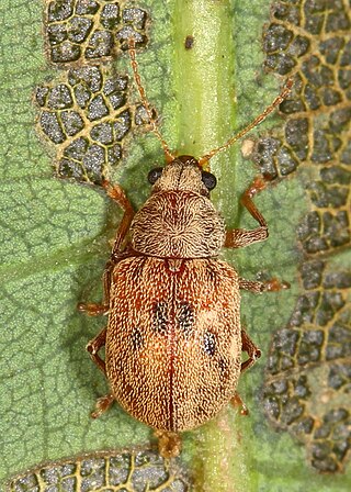 <i>Demotina modesta</i> Species of beetle