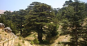 Libanonský cedrový les.jpg