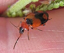 Lebia cruxminor up.JPG