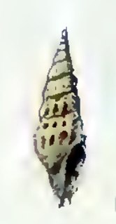 <i>Leiocithara longispira</i> Species of gastropod