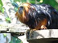 Leontopithecus chrysomelas Tamarino león de cabeza dorada