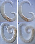 Leptolaimidae için küçük resim