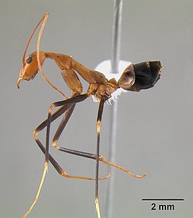 Leptomyrmex darlingtoni