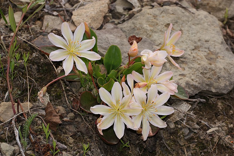 File:Lewisia tweedyi 4686.JPG