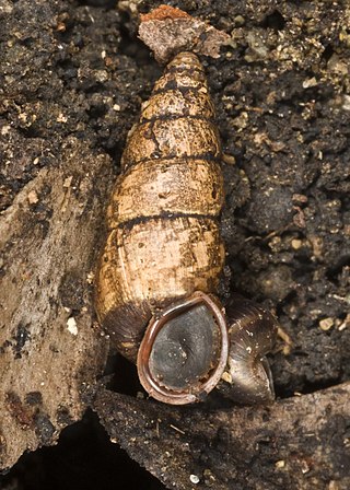 <i>Liarea aupouria</i> Species of gastropod