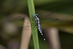 Libellulidae- Acisoma attenboroughi (Attenborough's Pintail) male.jpg