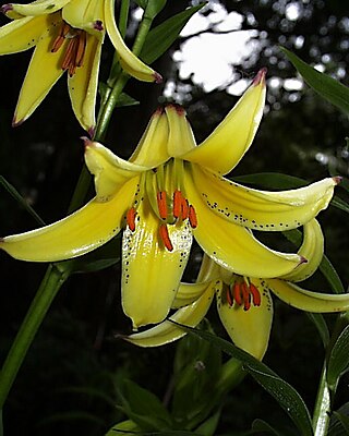 <i>Lilium monadelphum</i> Species of lily