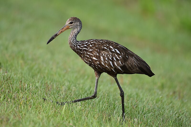 File:Limpkin Sweetwater Wetlands PArk 4. 17.19 DSC 0339.jpg