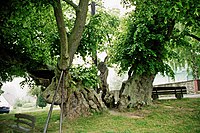 2 cemetery linden trees