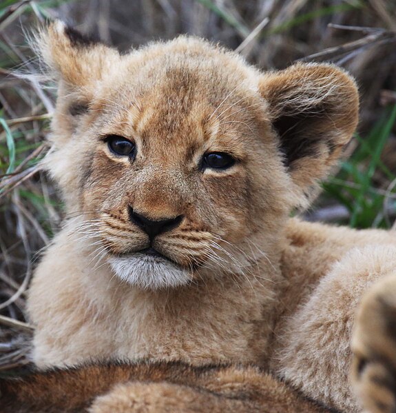 File:Lion cubs (51716028480).jpg