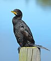 Subspecies M. m. brevirostris with all black plumage