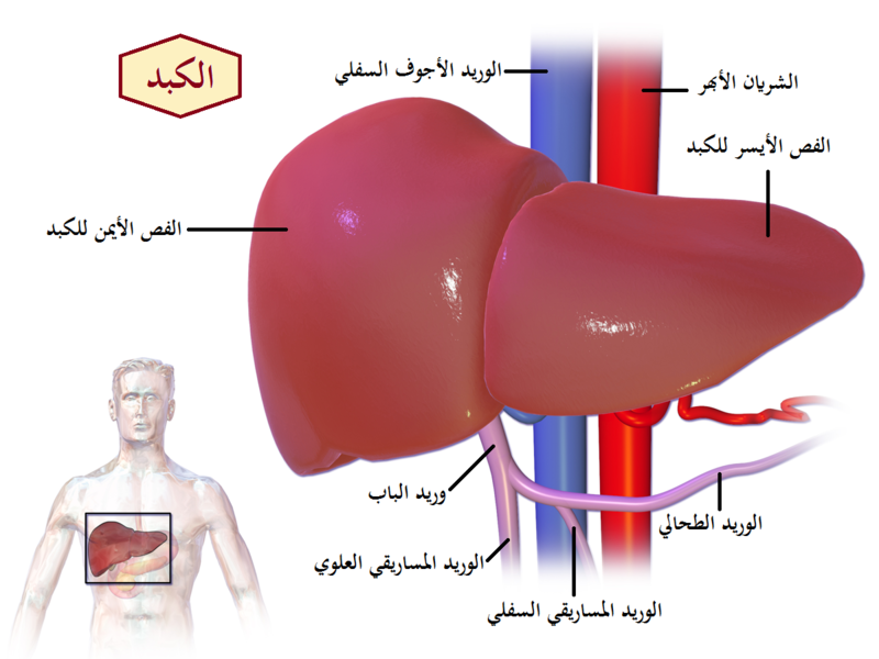 هرمون بروتيني صغير تنتجة بعض خلايا البنكرياس