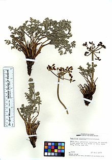 Lomatium rigidum (5901475137).jpg