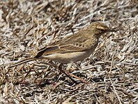 Pipit, Long-billed Anthus similis