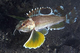 <i>Apistus</i> Species of fish