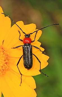 Longhorn Beetle - Batyle ignicollis, Национальный заповедник Большая Чаща, Кунтце, Техас.jpg