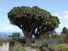 Los Dragos Gemelos (Dracaena draco), Breña Alta, La Palma