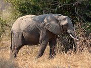 Loxodonta africana