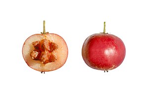 Lubika fruit cross section