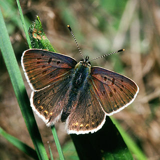 <i>Lycaena tityrus</i> Species of butterfly