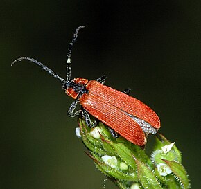 Popis tohoto obrázku, také komentován níže