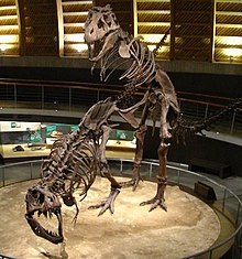 Two Tyrannosaurus Rex fossils posed so as to simulate the mating process. MUJA 04.jpg