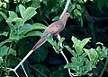 MacKinlay’s Cuckoo-Dove (Macropygia mackinlayi) (15716376852) (cropped2).jpg