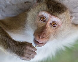 Photographie d'un visage de singe regardant droit vers l'objectif. Le visage, glabre, est entouré de poils blancs et roux. Le singe porte une herbe sèche vers sa bouche.