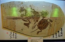 Specimen alongside Ordosemys, Shanghai Ocean Aquarium, China Machurochelys liaoxiensis and Psittacosaurus.jpg