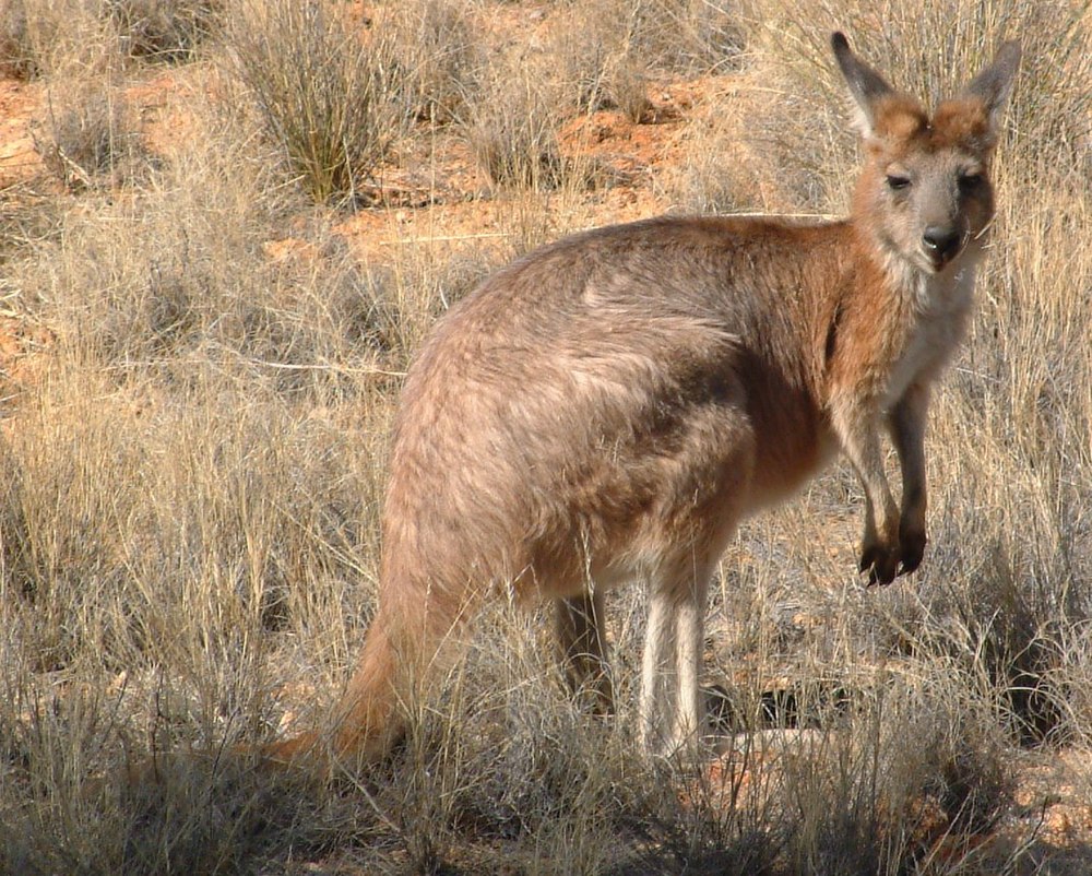 The average litter size of a Common wallaroo is 1